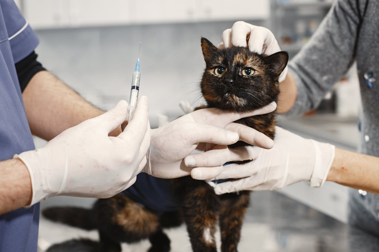 Perawatan Kucing Setelah Steril