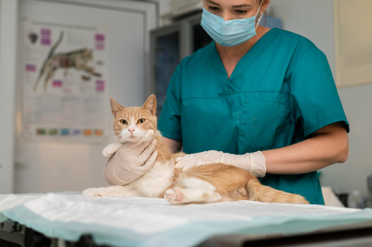 Perawatan Kucing Setelah Kateter