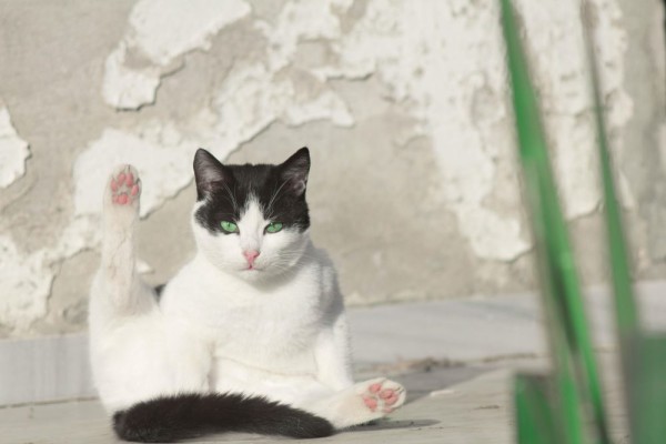 Perawatan Kucing Pasca Steril