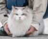 Perawatan Kucing Anggora