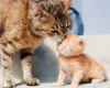 Perawatan Kucing Baru Lahir