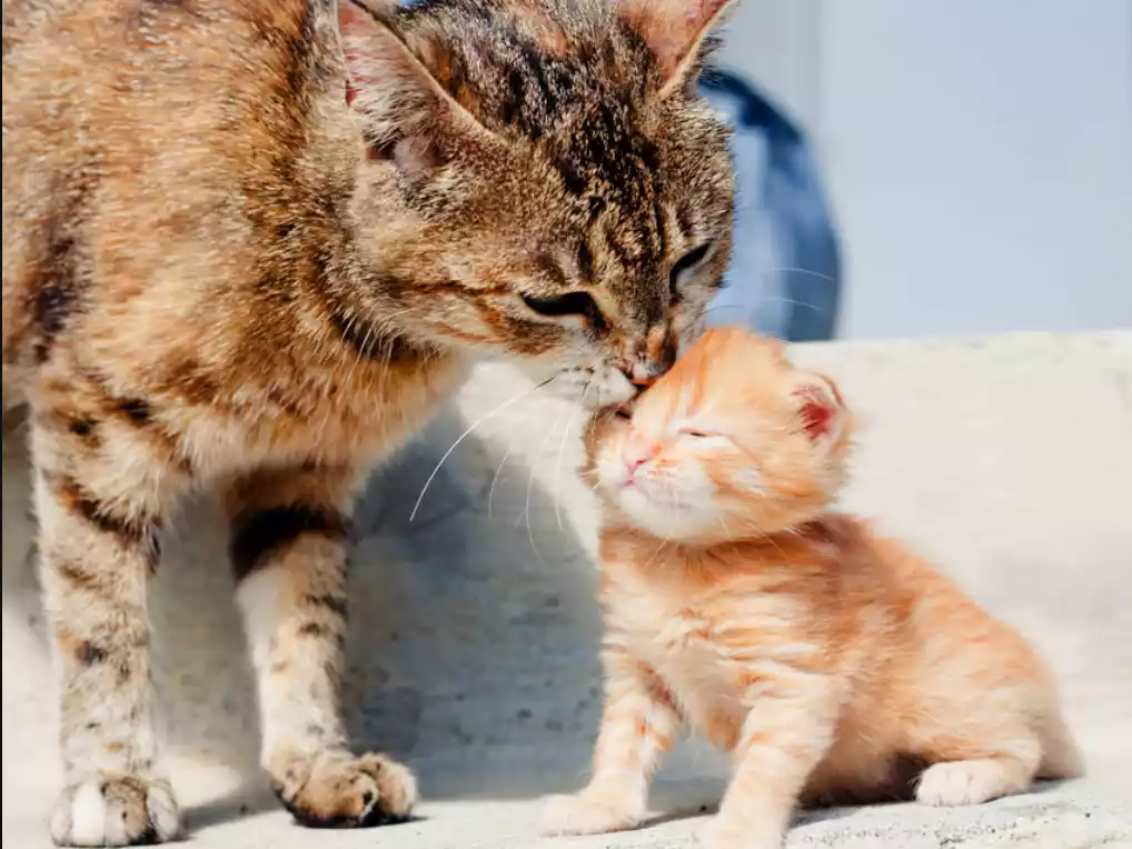 Perawatan Kucing Baru Lahir