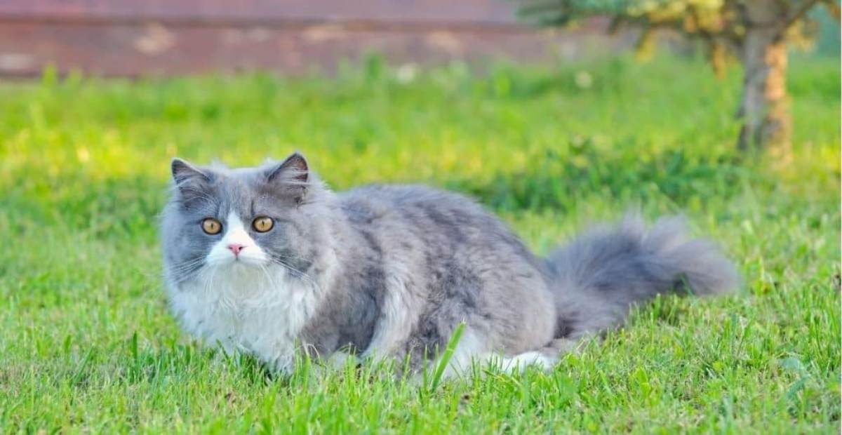 Biaya Perawatan Kucing Persia