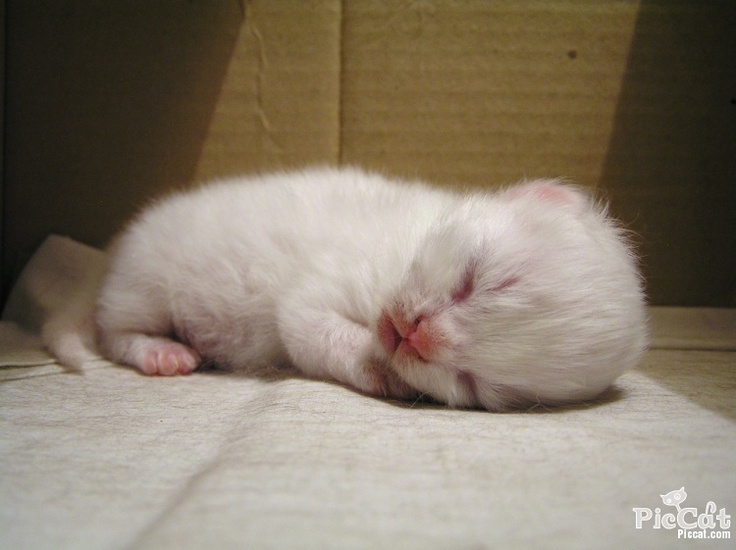 Cara Merawat Anak Kucing Baru Lahir Tanpa Induk