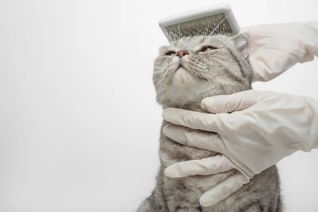 Biaya Perawatan Kucing Scabies